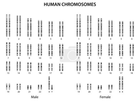 Téléchargez les photos : Chromosomes humains (caryotype humain normal). - en image libre de droit