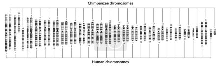 Foto de Comparación de cromosomas humanos y chimpancés. Cariotipos humanos y chimpancés. - Imagen libre de derechos
