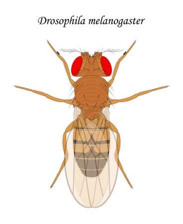 Photo for Fruit fly (Drosophila melanogaster), male. - Royalty Free Image