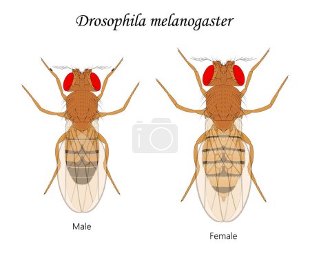 Photo for Fruit flies (Drosophila melanogaster), male and female. - Royalty Free Image