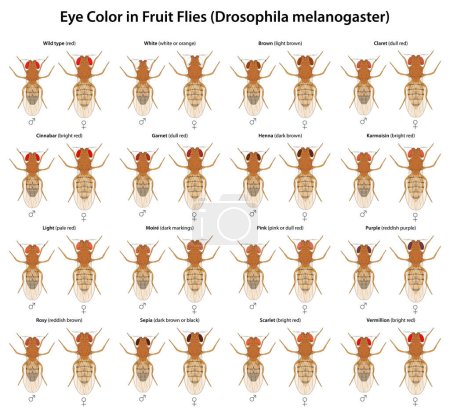 Téléchargez les photos : Couleur des yeux chez les mouches des fruits (Drosophila melanogaster) - en image libre de droit