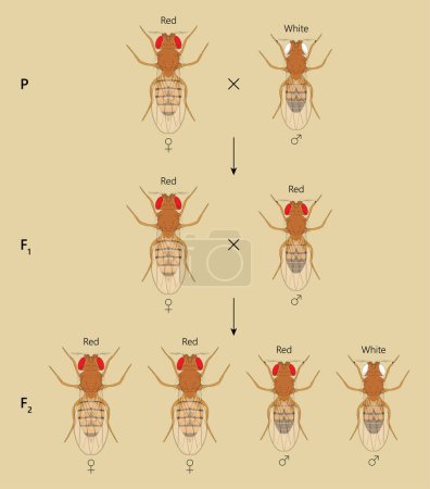 Photo for X-linked inheritance. ross between Red-eyed female Fruit Fly (Drosophila melanogaster) and White-eyed male. - Royalty Free Image