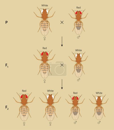 Photo for X-linked inheritance. ross between White-eyed female Fruit Fly (Drosophila melanogaster) and Red-eyed male. - Royalty Free Image