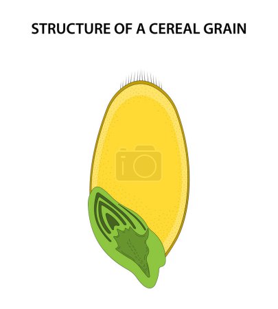 Téléchargez les photos : Structure d'un grain céréalier (caryopsis)). - en image libre de droit