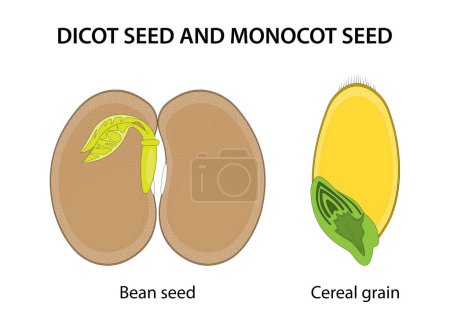 Photo for Dicot seed and Monocot seed: similarities and differences. - Royalty Free Image