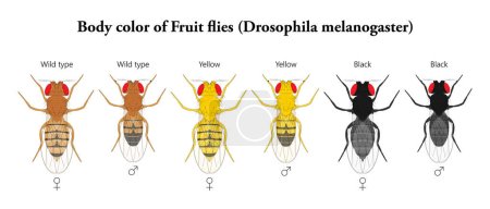 Téléchargez les photos : Couleur du corps des mouches des fruits (Drosophila melanogaster) - en image libre de droit