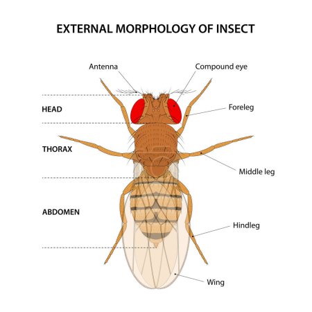 Photo for External morphology of insect (fruit fly) - Royalty Free Image
