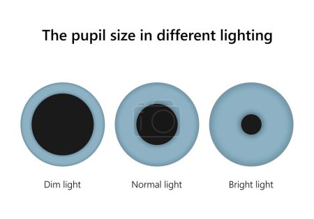 Foto de Ojo humano. El tamaño de la pupila en iluminación diferente. - Imagen libre de derechos