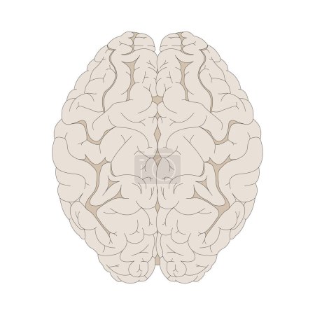 Téléchargez les photos : Cerveau humain isolé sur blanc. Vue dorsale. - en image libre de droit