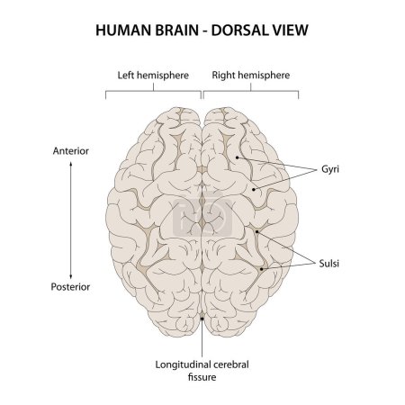 Téléchargez les photos : Vue dorsale du cerveau humain. - en image libre de droit