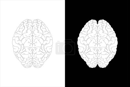 Téléchargez les photos : Cerveau humain sur fond blanc et fond noir - en image libre de droit