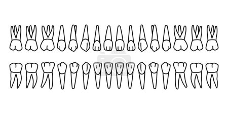 Téléchargez les photos : Plan de 32 dents permanentes : 8 incisives, 4 canines, 8 prémolaires, 12 molaires - en image libre de droit