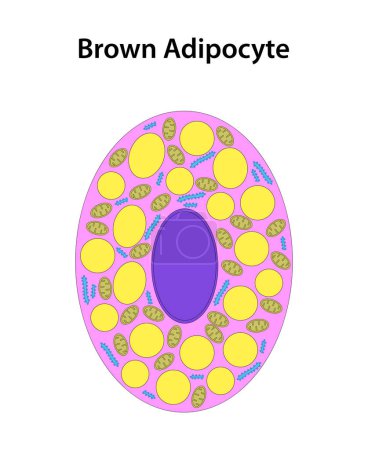 Photo for Brown Adipocyte (Brown Fat Cell). - Royalty Free Image