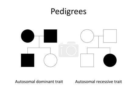 Des pedigrees. Caractère autosomique dominant et trait récessif abtosomal.