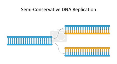 Replicación de ADN semi-conservadora