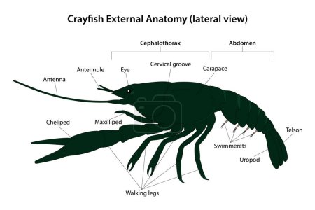 Ilustración de Cangrejo de río Anatomía externa (vista lateral) - Imagen libre de derechos