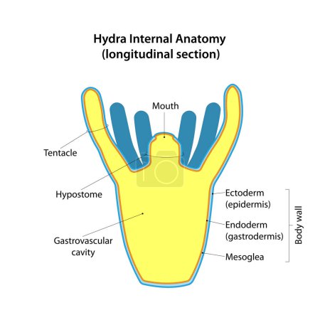 Illustration for Hydra Internal Anatomy. Longitudinal section. - Royalty Free Image