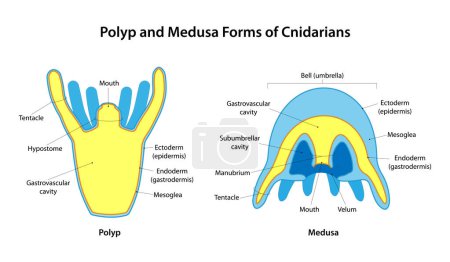 Illustration for Polyp and Medusa Forms of Cnidarians - Royalty Free Image