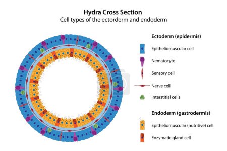 Téléchargez les illustrations : Section transversale d'Hydra. Type cellulaire de l'ectoderme (épiderme) et de l'endoderme (gastroderme)). - en licence libre de droit