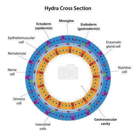 Illustration for Hydra (Cnidaria) Cross Section. Body wall of a polyp. - Royalty Free Image