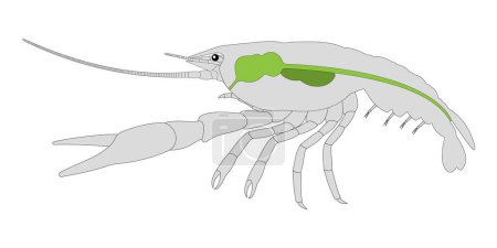 Ilustración de Cangrejo de río (Crustácea) Sistema digestivo. - Imagen libre de derechos