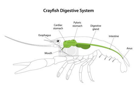 Ilustración de Cangrejo de río (Crustácea) Sistema digestivo. - Imagen libre de derechos