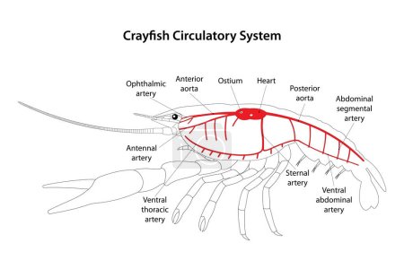 Crayfish Circulatory System. White background. 