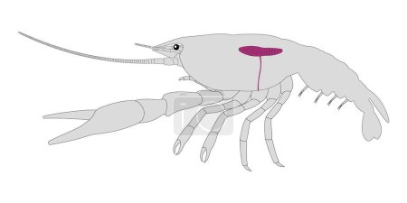 Ilustración de Sistema reproductivo femenino del cangrejo de río - Imagen libre de derechos