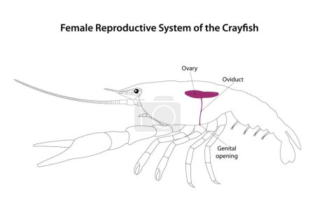 Ilustración de Sistema reproductivo femenino del cangrejo de río - Imagen libre de derechos