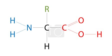 Ilustración de La estructura de los aminoácidos. La cadena lateral (R) varía. - Imagen libre de derechos