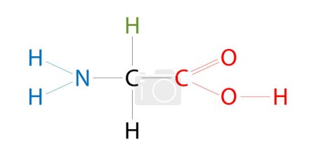 Ilustración de La estructura de la glicina. La glicina es un aminoácido que tiene un solo átomo de hidrógeno como cadena lateral. - Imagen libre de derechos