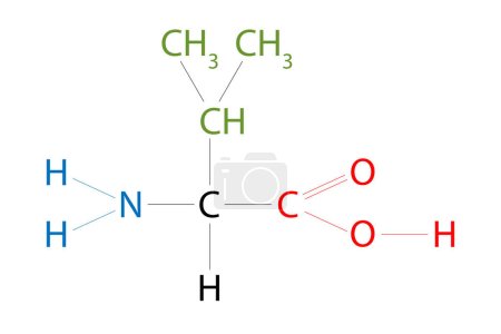 Ilustración de La estructura de Valine. La valina es un aminoácido que tiene un grupo isopropílico de cadena lateral. - Imagen libre de derechos