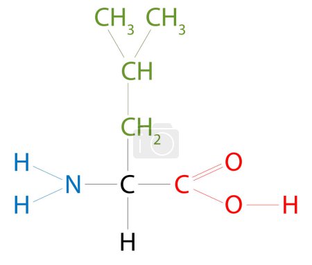 Foto de La estructura de la leucina. La leucina es un aminoácido que tiene un grupo isobutílico de cadena lateral. - Imagen libre de derechos