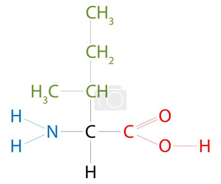 Ilustración de La estructura de Isoleucine. Isoleucina es un aminoácido que tiene una cadena lateral de hidrocarburos con una rama. - Imagen libre de derechos