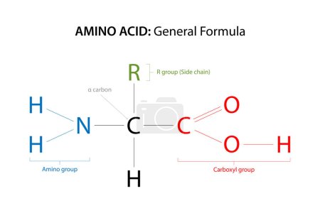 Téléchargez les illustrations : La formule générale pour un acide aminé. - en licence libre de droit