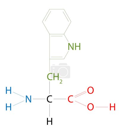 Ilustración de La estructura del triptófano. El triptófano es un aminoácido que tiene una cadena lateral indol. - Imagen libre de derechos