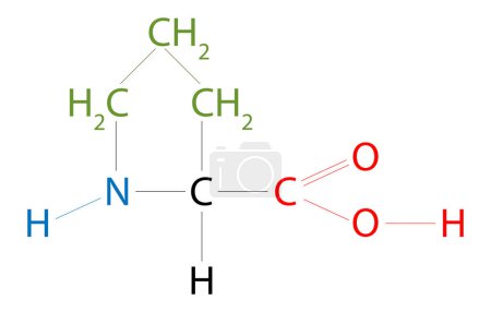 Ilustración de La estructura de Proline. La prolina es un ácido orgánico clasificado como un aminoácido proteinogénico, aunque no contiene el grupo amino-NH2, sino más bien una amina secundaria.. - Imagen libre de derechos
