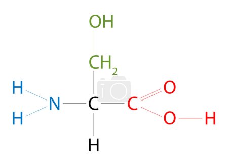 Ilustración de La estructura de Serine. La serina es un aminoácido que tiene una cadena lateral que consiste en un grupo hidroximetil. - Imagen libre de derechos