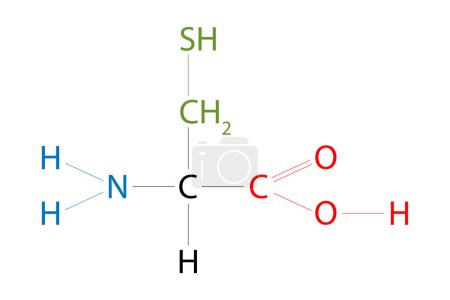 Ilustración de La estructura de la cisteína. La cisteína es un aminoácido que tiene una cadena lateral de tiol. - Imagen libre de derechos