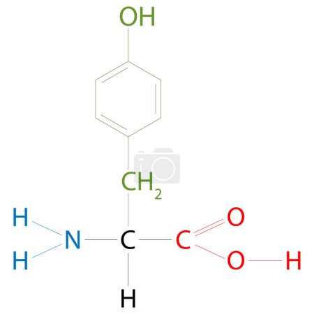 Ilustración de La estructura de la tirosina. Es un aminoácido no esencial con un grupo lateral polar. - Imagen libre de derechos