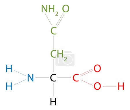 Ilustración de La estructura de la Asparagina. La asparagina es un aminoácido que tiene una cadena lateral de carboxamida. - Imagen libre de derechos