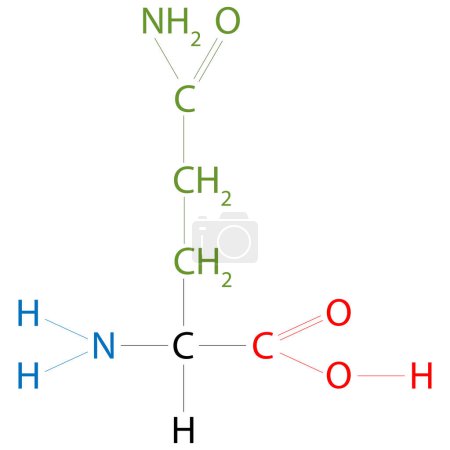 Ilustración de La estructura de la glutamina (aminoácido). Su cadena lateral es similar a la del ácido glutámico, excepto que el grupo de ácido carboxílico se sustituye por una amida.. - Imagen libre de derechos
