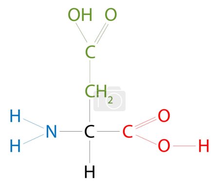 Ilustración de La estructura del ácido aspártico. El ácido aspártico es un aminoácido que tiene una cadena lateral ácida. - Imagen libre de derechos