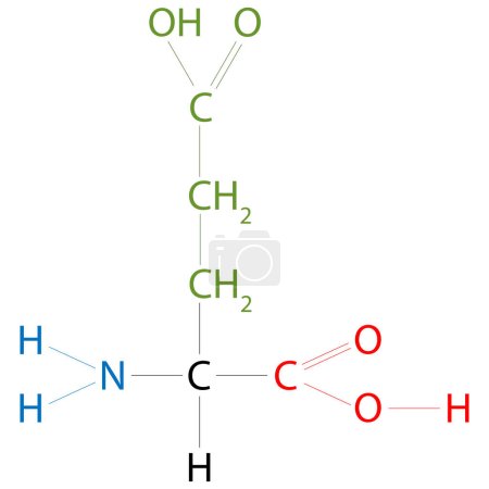 Ilustración de La estructura del ácido glutámico. El ácido glutámico es un aminoácido. - Imagen libre de derechos