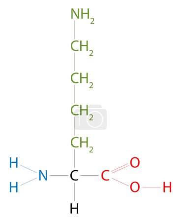 Ilustración de Lisina. La lisina es un aminoácido que tiene una cadena lateral lysyl. - Imagen libre de derechos