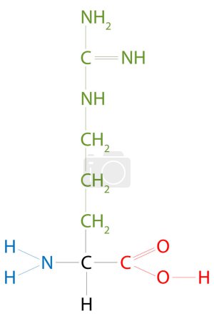 Ilustración de La estructura de la arginina. La arginina es un aminoácido. - Imagen libre de derechos