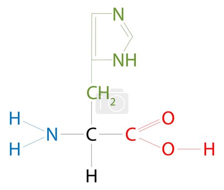 Ilustración de Histidine. La histidina es un aminoácido que tiene una cadena lateral de imidazol. - Imagen libre de derechos