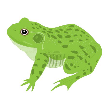 Illustration for External anatomy of a Frog - Royalty Free Image