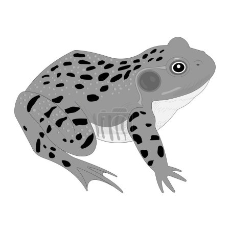 Illustration for External anatomy of Frog - Royalty Free Image