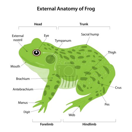 Ilustración de Anatomía externa de la rana - Imagen libre de derechos